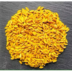 Risoni Curcuma Vrac 5kg