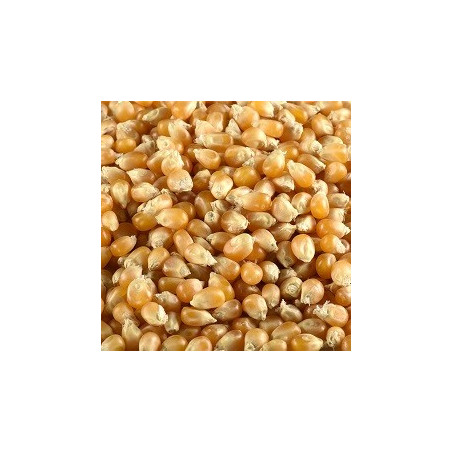 Maïs à Pop BIO 5 kg